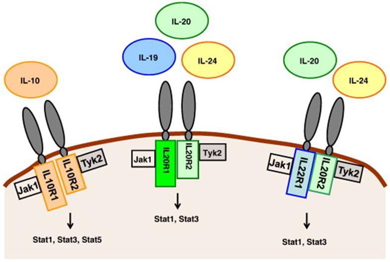 Interleucina 19