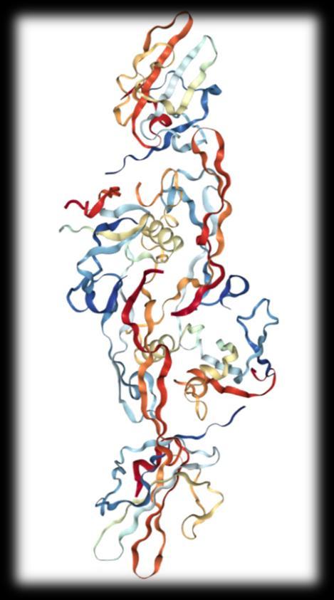 Transforming Growth Factor β (TGF-β) Pertence a uma família que inclui os TGF-β (isoformas I,II, III), proteínas morfogenéticas e activinas; TGF-β1, TGF-β2 e TGF-β3; O sistema imunológico
