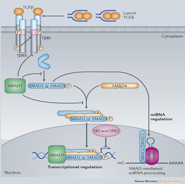 Transforming Growth Factor β (TGF-β) Recetores de membrana celular do tipo I e II; Sinalização intracelular mediada pelas
