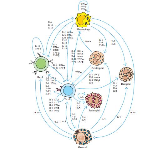 CITOCINAS Complexidade das Citocinas Figura 2: As células do sistema