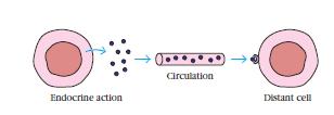Ação das Citocinas Ação Endócrina Ação Parácrina Ação Autócrina Figura 3: Ação Endócrina Figura 4: Ação Parácrina Figura 5: Ação Autócrina - Quando o mensageiro produzido é transportado pelo