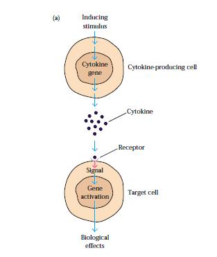 Modo de Atuação das Citocinas Indução de um Estímulo Interação com o recetor de uma