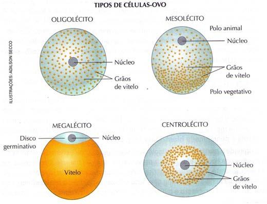 Ou telolécito