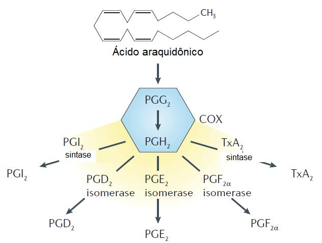 37 Figura 1.5 Vias de formação dos prostanóides. Através de uma reação de 2 etapas, o ácido araquidônico proveniente da fosfolipase A2 é convertido em PGG 2 e posteriormente em PGH 2.
