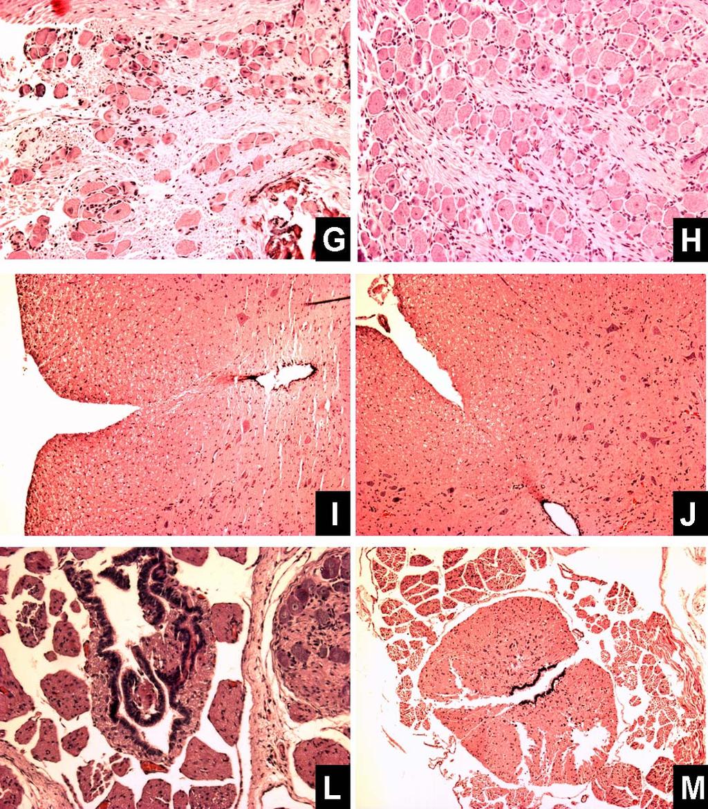 Figura 4.2: Cortes histológicos de sistema nervoso de coelhos experimentalmente infectados com a amostra Mutum de BoHV-5.