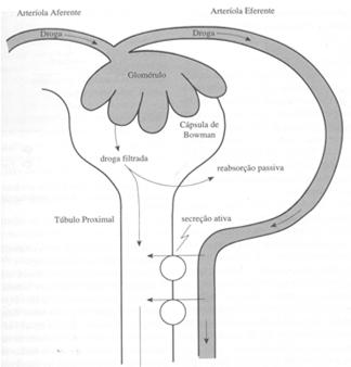 Prostaglandinas Efeitos Fisiológicos Fisiologia Renal Aumento do fluxo sanguíneo Aumento da eliminação de sódio Prostaglandinas e Excreção de