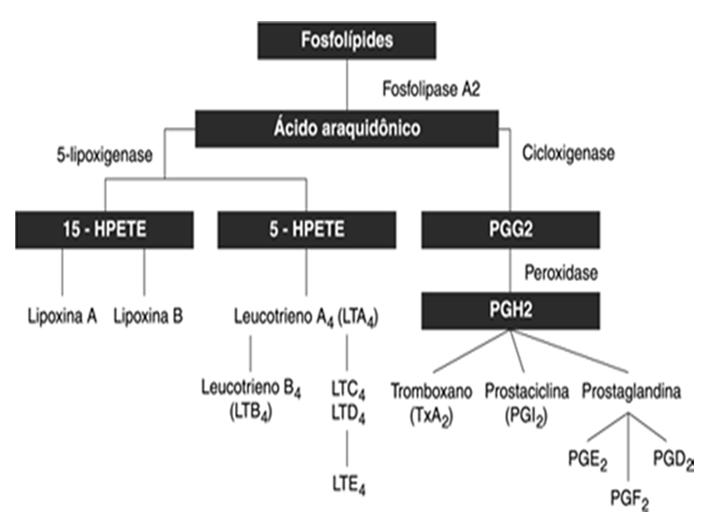 Fosfolipídeos Ácido Araquidônico Fosfolipase Cicloxigenase Lipoxigenase Leucotrienos Broncoconstrição Asma Fosfolipídeos Ácido Araquidônico Fosfolipase Fosfolipídeos Ácido Araquidônico