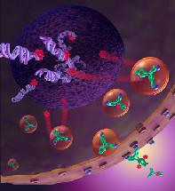 células T (linfócitos T) Moléculas do MHC Ac Grandes estruturas de glicoproteínas que apresenta a
