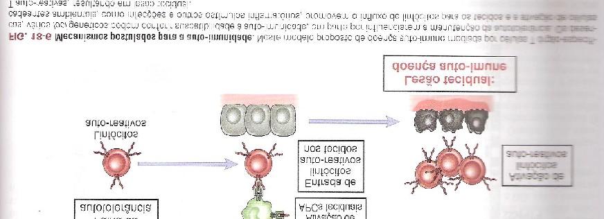 T auxiliares reguladoras da resposta imunológica as proteínas 2ª - diversas doenças auto imunes geneticamente ligadas ao MHC (complexo HLA humano) Desencadeantes ambientais como as infecções Genes de