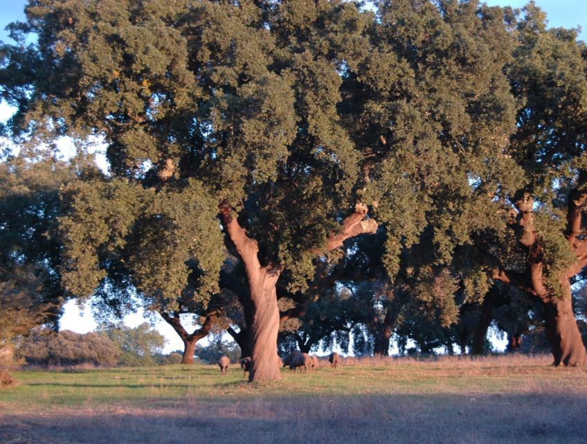 Objetivos Habitats e espécies do Anexo I da Diretiva Habitats, incluindo espécies do Anexo IV e, de forma indireta, a avifauna da Diretiva Aves