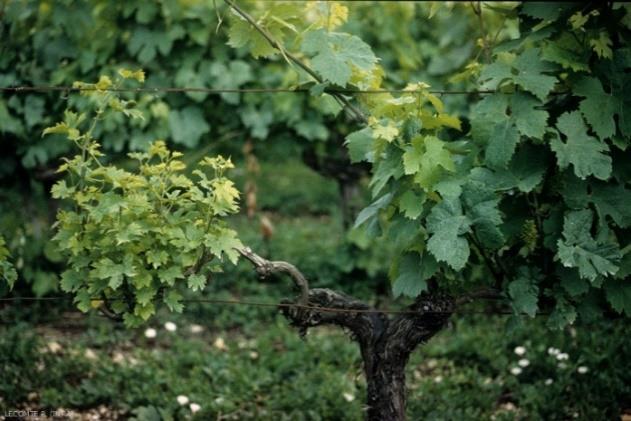 geadas, altas temperaturas nos meses de Verão, nutrição pobre e podas mal conduzidas, ou pelas que induzam excesso de vigor.