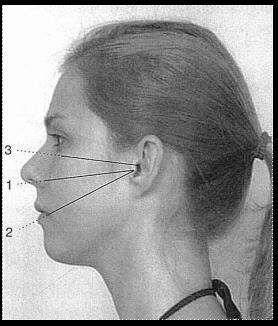 12 Principais linhas da face para a radiologia odontológica ( Fig. 20.8) Linha de Camper- Linha que vai do trago á asa do nariz.