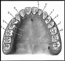 8 Termos de Relacionamento O dente possui cinco faces: vestibular, lingual ou palatina, mesial, distal e oclusal. (Fig.20.3) Fig. 20.3 - Faces de um dente.