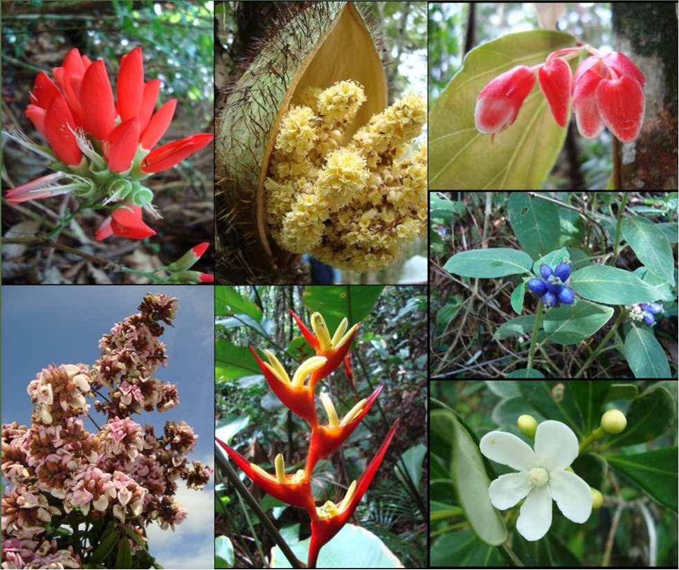 Flora do Brasil (Forzzaet al.