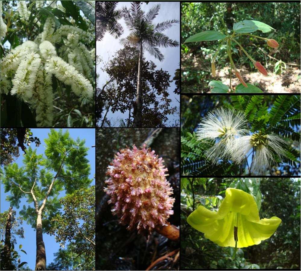 Flora do Brasil (Forzzaet al.