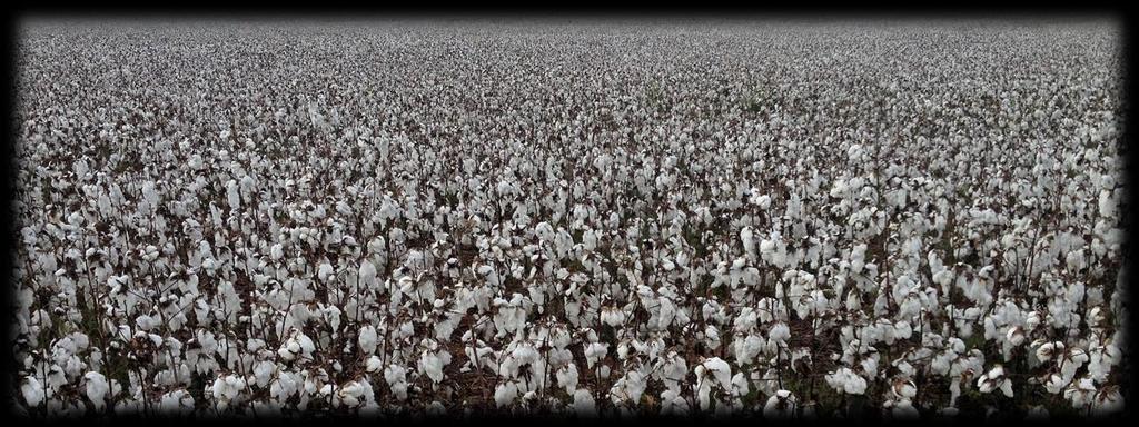 Fotos 1; 2 e 3. Colheita de algodão safra em Chapadão do Sul MS.