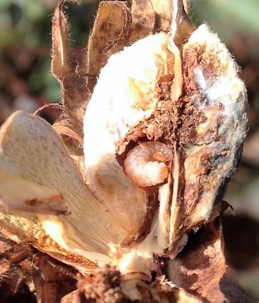 Foto 6 e 7. Carimã: larva e pupa do bicudo do algodoeiro em capulho mal aberto do ponteiro.