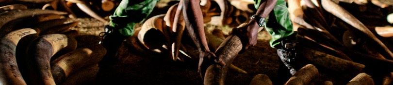 INFORMATIONS DE REFERENCE O QUE É AFRICA-TWIX PORQUE É NECESSÁRIO Apreensões de defesas de marfim, preparadas para estocagem no Gabão WWF / James Morgan A PLATAFORMA AFRICA-TWIX Pangolim