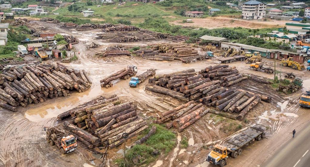 APLICAÇÕES ASPIRAÇÕES INTERNACIONAIS Casca de árvore descascada Um depósito de madeira na Rodovia Yaoundé Douala, Camarões APOIAR A APLICAÇÃO DAS LEIS ATRAVÉS DA COLABORAÇÃO Elefante africano,