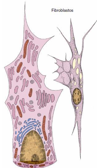 Fibroblastos: - São as mais abundantes; - Produzem as fibras colágenas e elásticas e moléculas da substância fundamental amorfa; -