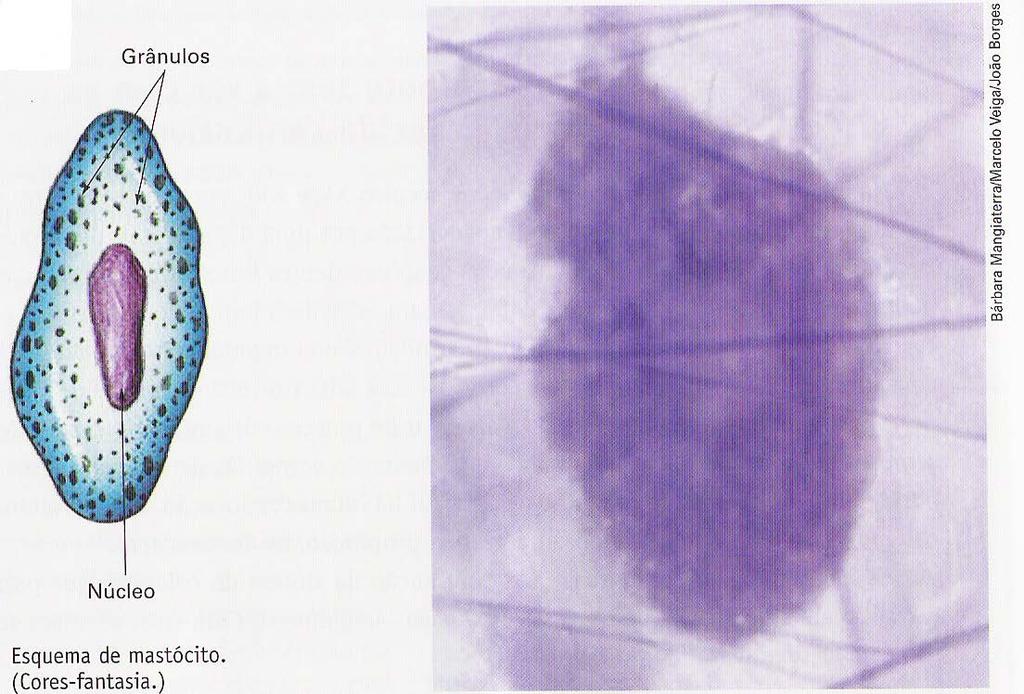2. MASTÓCITOS: produz heparina (substância