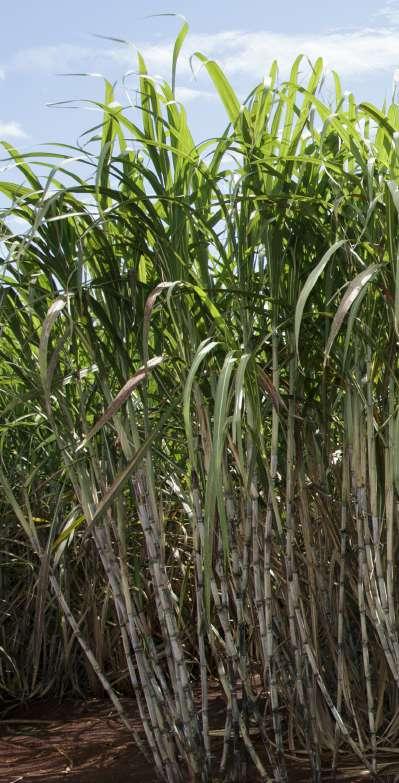 Posicionamento Ambiente de produção A B C Meses de colheita Abr * Mai * Jun Jul Ago *Utilizar maturador.