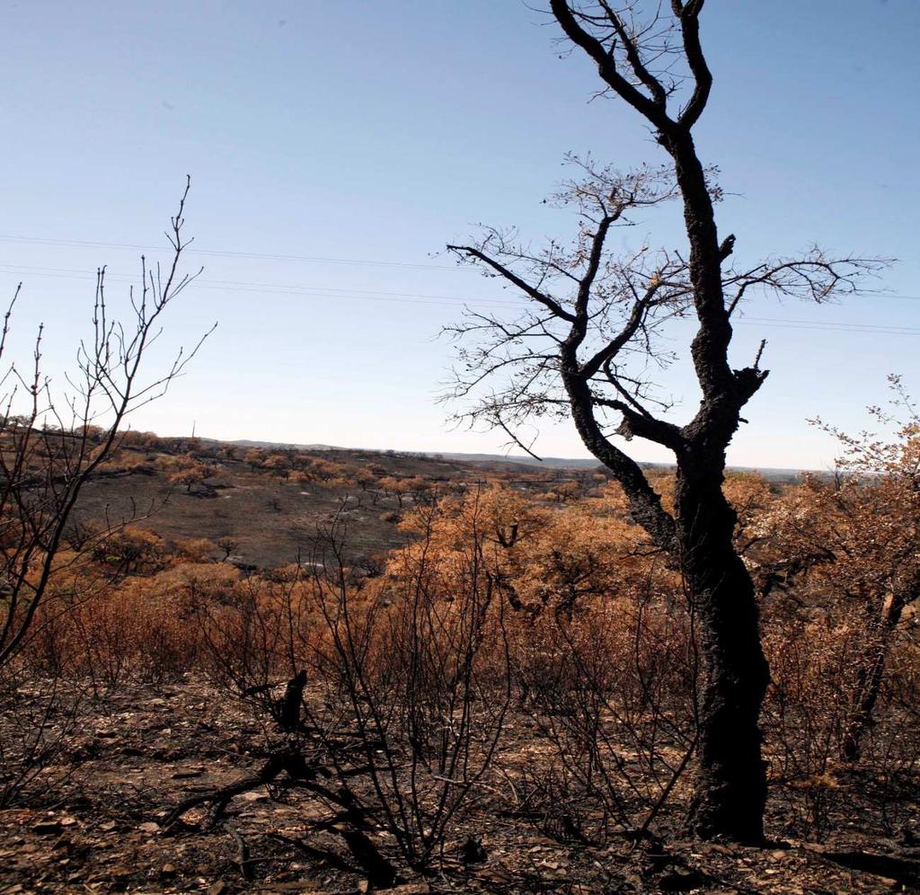 RELATÓRIO DE ANÁLISE Incêndio florestal em Tavira e São Brás de Alportel Período de 18 a 22 de Julho
