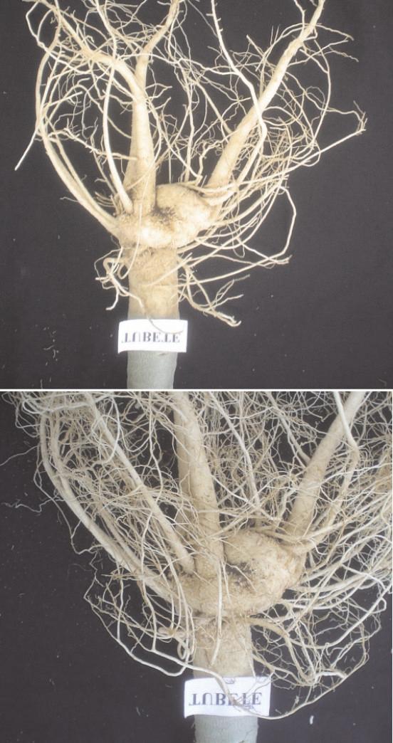 3 Fig. 3. Sistema radicular de planta de pinhão manso originada de semente semeada diretamente no solo. Fig. 4. Sistema radicular de planta de pinhão manso originada de muda produzida em tubete.