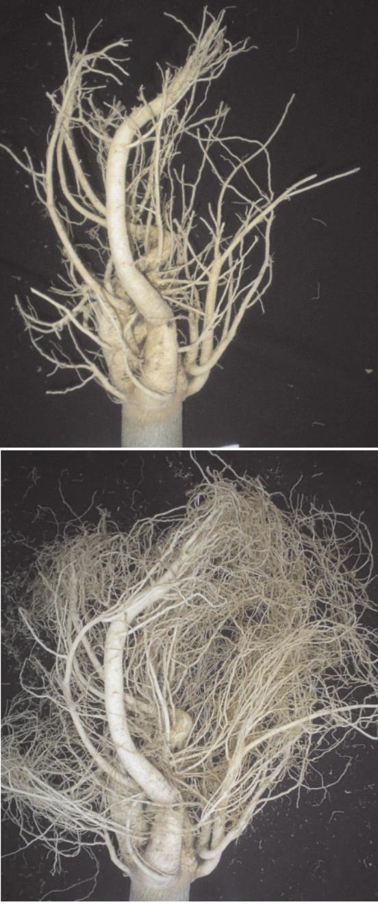Como as ranhuras direcionam as raízes verticalmente, não se observam raízes primárias crescendo horizontalmente próximo à superfície do solo, onde a maior parte dos nutriente estão disponíveis.