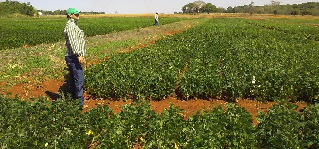 Não medir caracteres agronômicos em fileiras-bordadura que