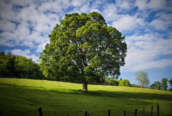 VALORES Responsabilidade ambiental e social; Excelência nas operações; Satisfação de nossos clientes;