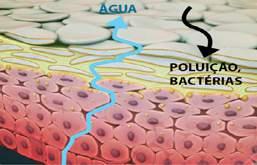A. Observações derivadas da dermatologia humana A função de proteção da pele depende principalmente da camada epidérmica mais externa, o estrato córneo.