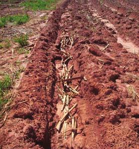 Erosão no sulco no Cambissolo da usina Jalles Machado, em Goianésia (GO). Figura 5. Ressecamento da camada superficial de Latossolo Vermelho ácrico.