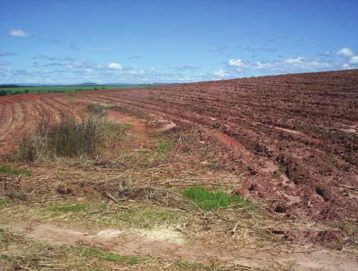 Solos com teores muito altos de silte dificultam a infiltração de água em profundidade (Figura 6), como observado no Cambissolo da usina Jalles Machado em Goianésia (GO).