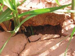 Outro aspecto físico relacionado ao elevado teor de silte no solo refere-se à dificuldade da cana-de-açúcar em romper a camada siltosa endurecida, causando falhas no estande (Figura 9). Tabela 1.
