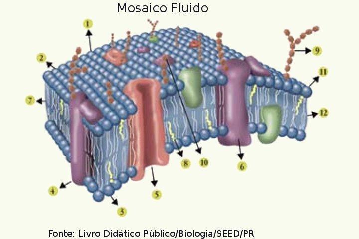 glicerol, ácidos