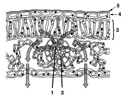 4. Na figura ao lado está representada esquematicamente a estrutura de uma folha. As setas indicam o trajeto de uma substância. 4.1. Trata-se de uma folha de pois possui o mesófilo.