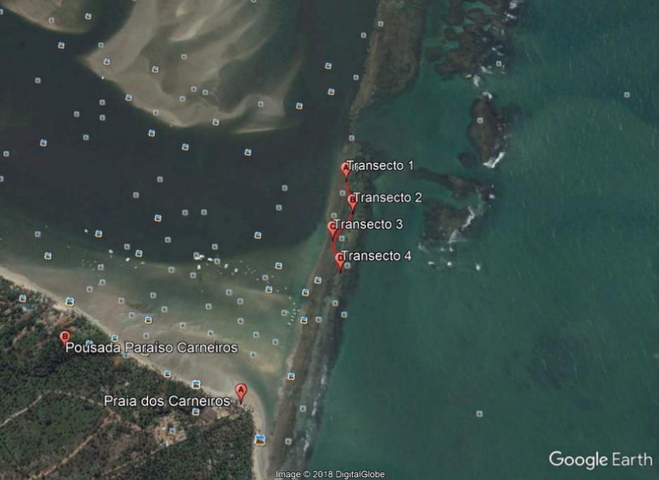 Figura 1 Localização da região da coleta, apresentando os pontos dos transectos, praia dos Carneiros, Tamandaré. Fonte: Utilizando o programa Google Earth foi elaborada por TRINDADE et al (2018).