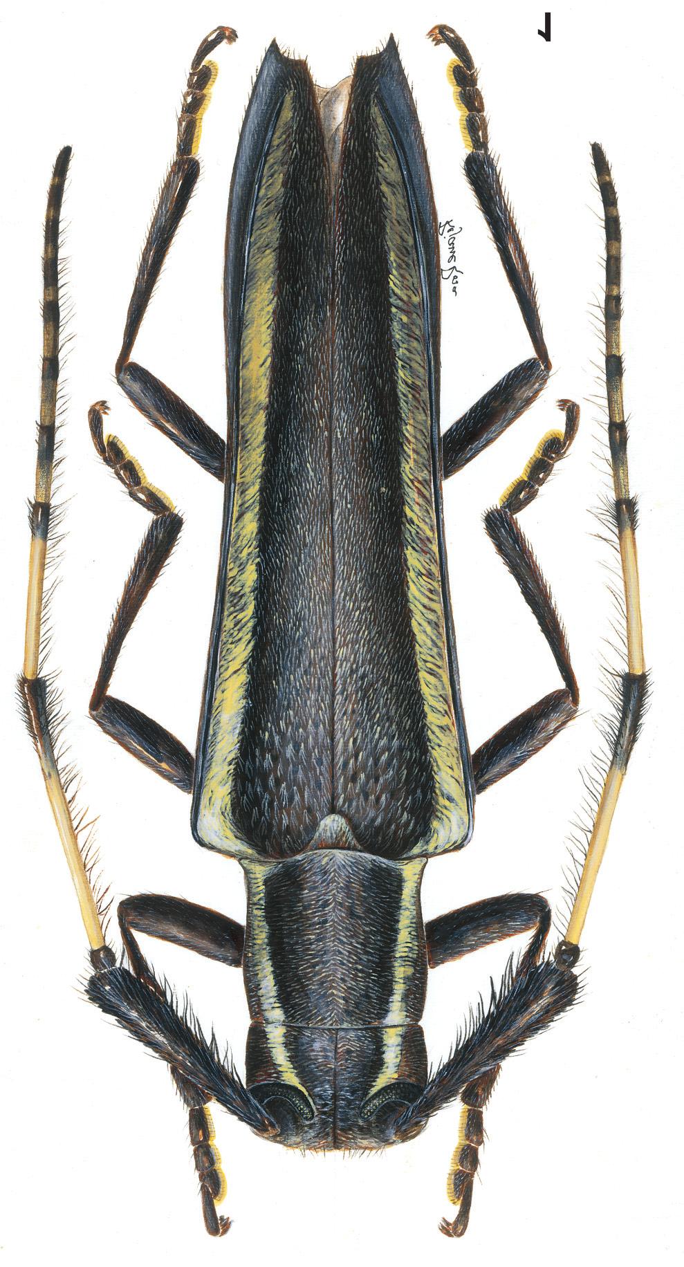 Novos táxons de Hemilophini (Coleoptera, Cerambycidae, Lamiinae).