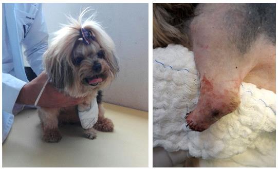 Neste estudo de caso foi avaliada a criação de uma prótese para uma cadela da raça York Shire pesando 5 quilogramas e com 8 anos de idade que sofreu uma amputação transradial causada por reabsorção