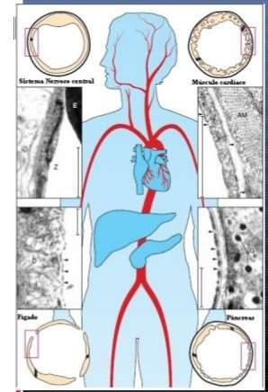 Passagem da droga da corrente sanguinea para os diversos tecidos. Tecidos mais vascularizados (RINS, FÍGADO, CORAÇÃO) recebem maior quantidade de droga.