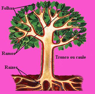 unidos ao tronco, e o tronco às raízes. Além disto, existem também as flores e os frutos.