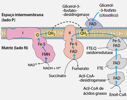 Quinona (Q) fica reduzida (QH 2 )por receber elétrons do NADH (mitocôndria e citosol), FADH 2 (TCA) e