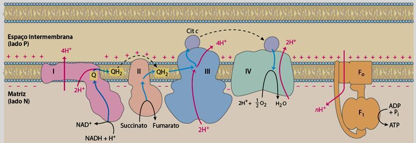 O fluxo de prótons a favor de seu gradiente fornece energia para a síntese de ATP via ATP sintase.