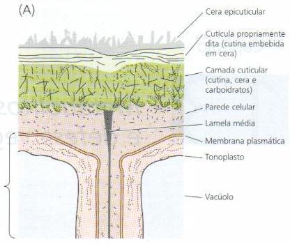 Esquema da estrutura da cutícula de