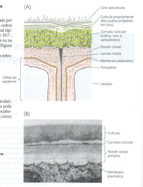Esquema da estrutura da cutícula de folhas e de caules jovens