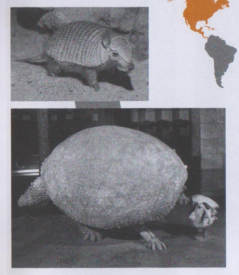 Argentina, Patagônia => observa fósseis de animais extintos e compara com os animais existentes no continente Tatu pigmeu contemporâneo (Zaedyus pichiy)