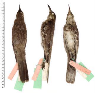 Pássaros (tentilhões) -> diferenças nos pássaros de diferentes ilhas -> diferenças morfológicas, principalmente em relação ao bico -> pressões seletivas diferentes