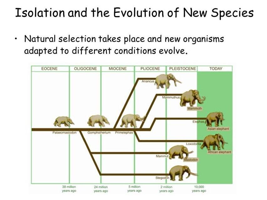 Teoria da Evolução de Darwin: 6) variações favoráveis são transmitidas para os descendentes e, acumulando-se com o