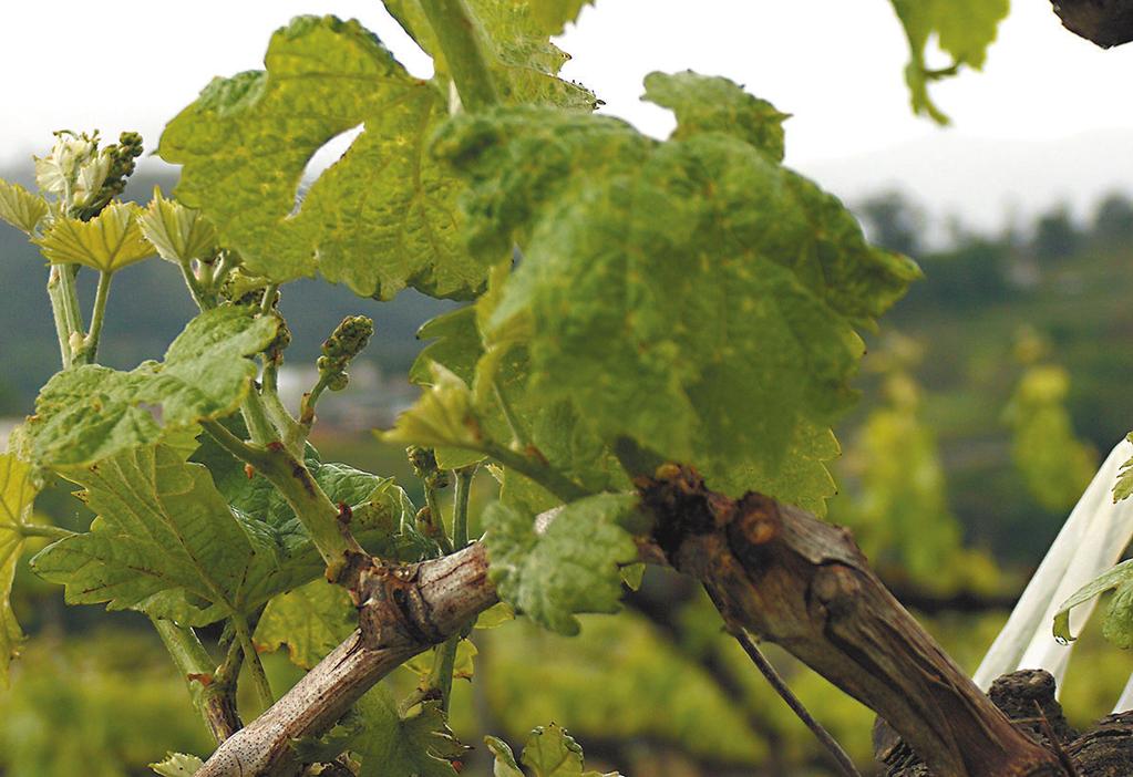 de um dos maiores produtores de Vinho Verde.